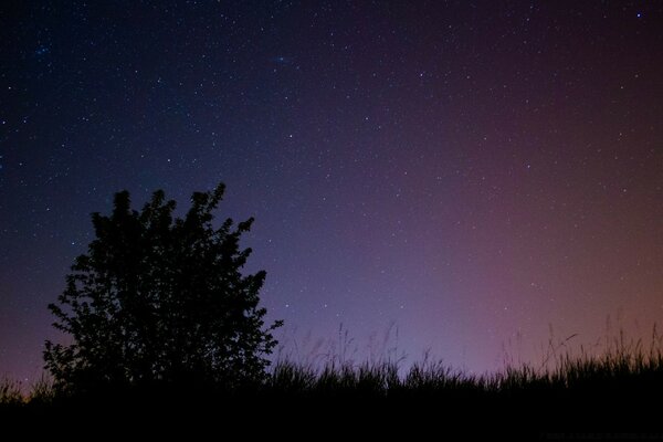 A dark bush against the background of the starry sky