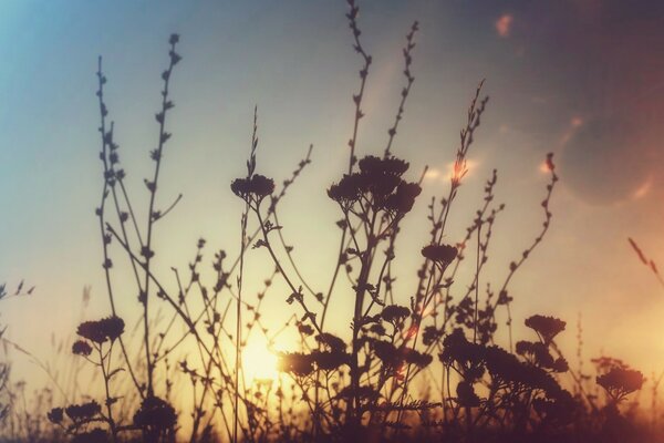 Foto vom Morgengrauen des Sommerhimmels