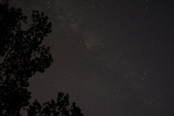 Constellation sur le bureau. Arbre