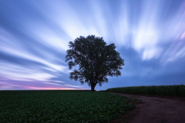 Ein einsamer Baum im Feld