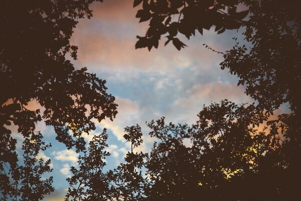 El cielo de otoño se ve desde detrás de los árboles