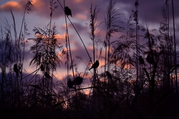 Pequeños pájaros en la hierba al atardecer