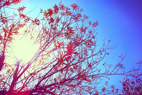 Bushes on the background of the rising sun