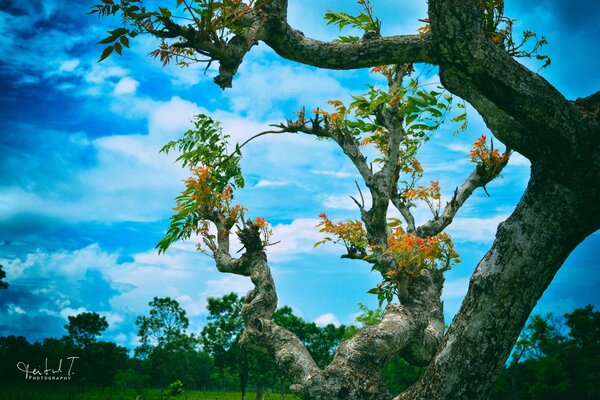 Ramas de árboles en flor contra el cielo azul