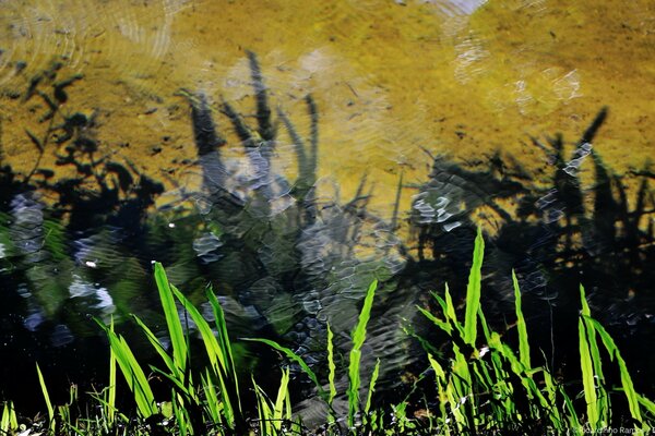 Green grass and dark bushes