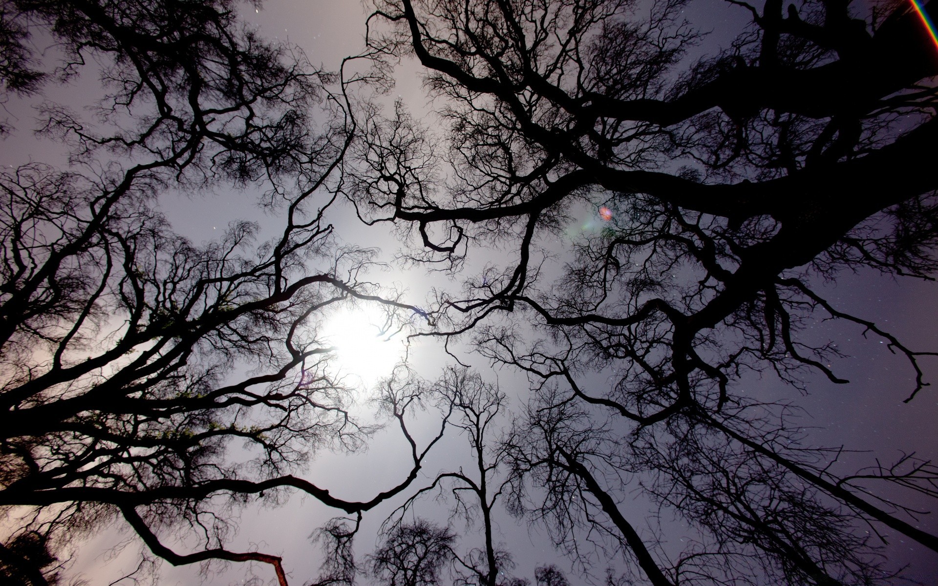 himmel baum zweig holz landschaft dämmerung natur herbst wetter kofferraum nebel silhouette sonne moody ein nebel jahreszeit winter gutes wetter hell