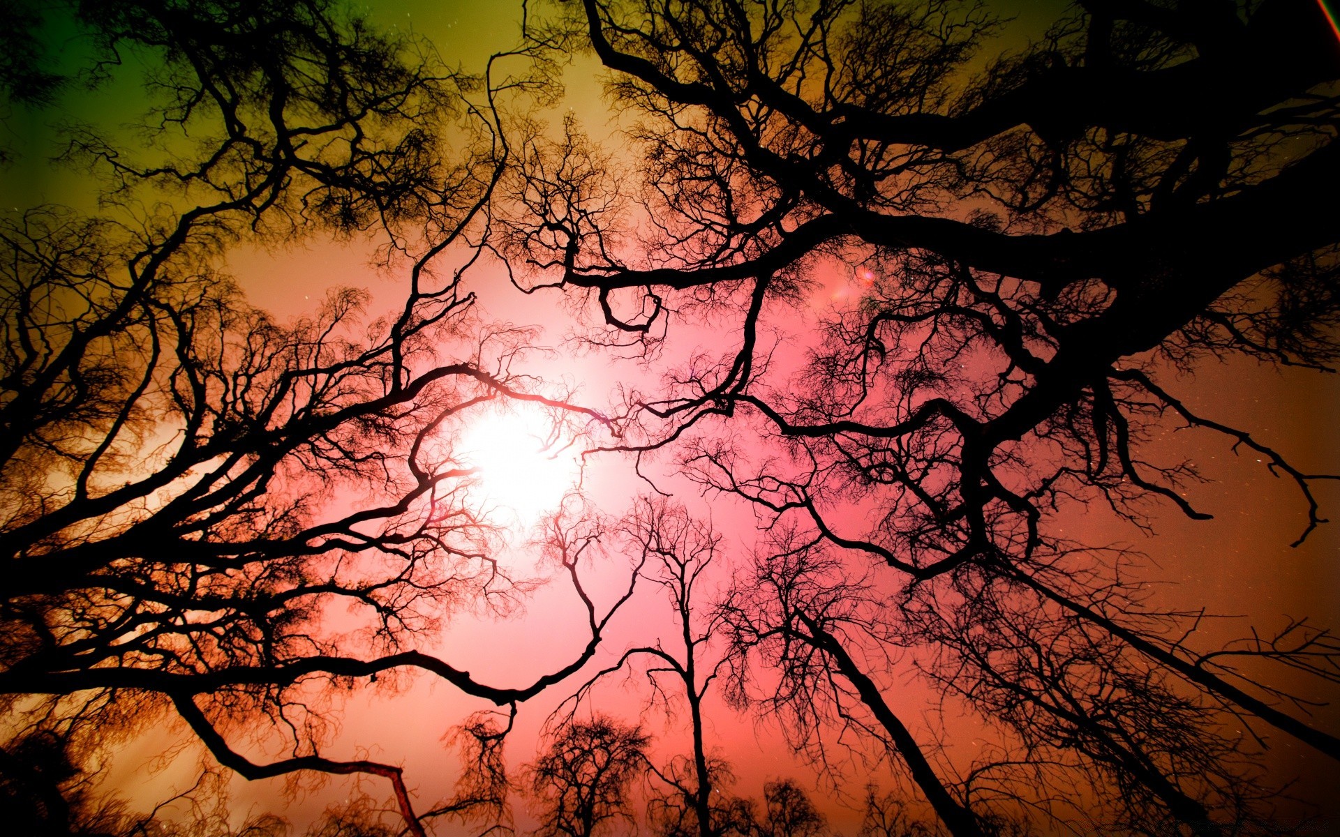 the sky tree dawn nature sunset silhouette fall sun landscape wood branch evening weather backlit fair weather bright fog leaf moody mist