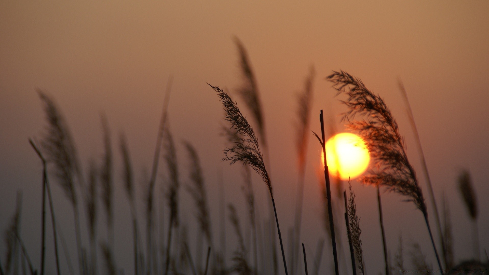 the sky sunset sun dawn wheat cereal rural nature fair weather grass summer sky reed landscape field light corn evening winter rye