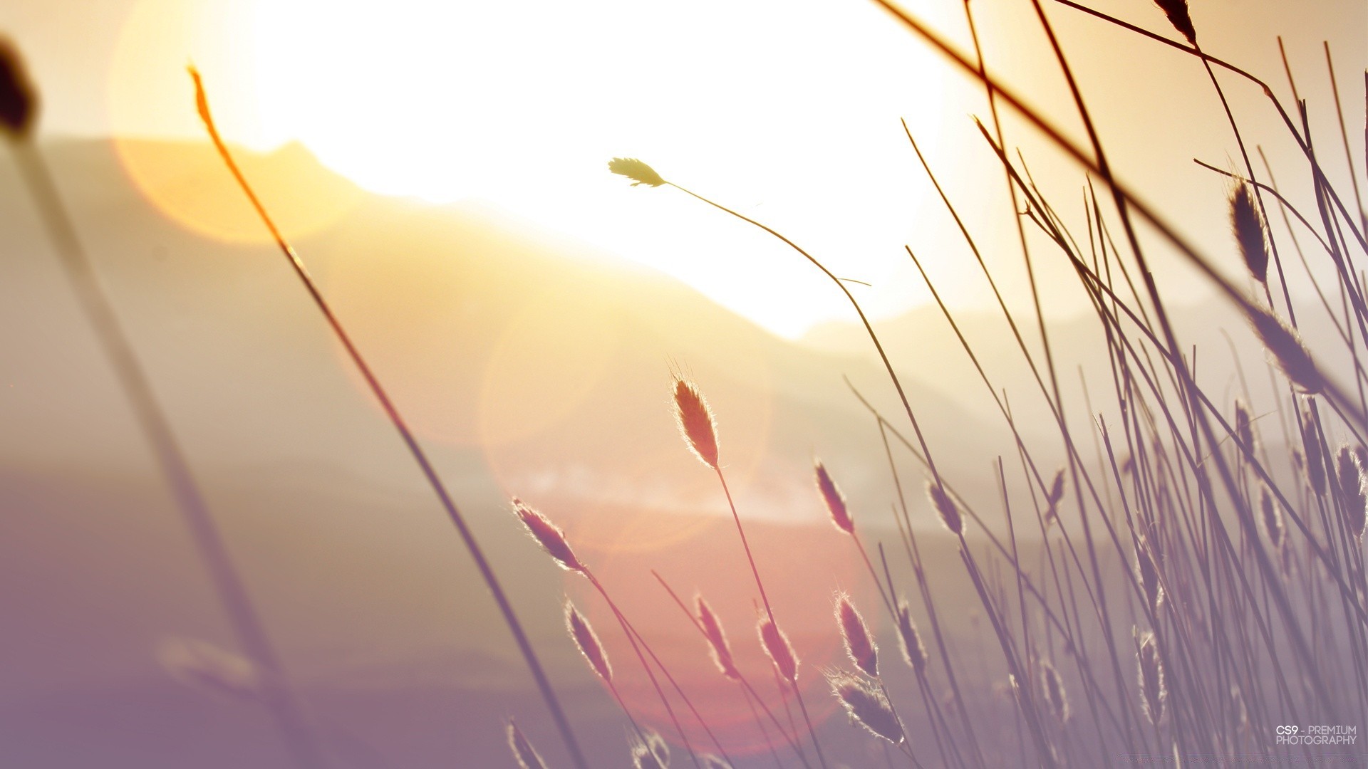 the sky summer nature sun abstract flower blur grass bright color desktop flora sunset art landscape light