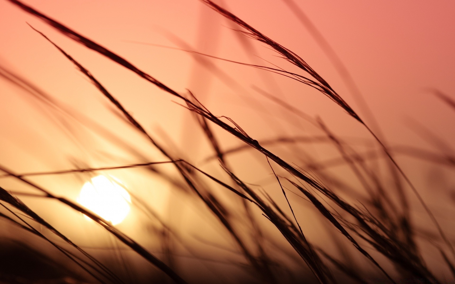 the sky gold wheat abstract sun straw desktop bright grass summer field monochrome light landscape cereal sunset bread