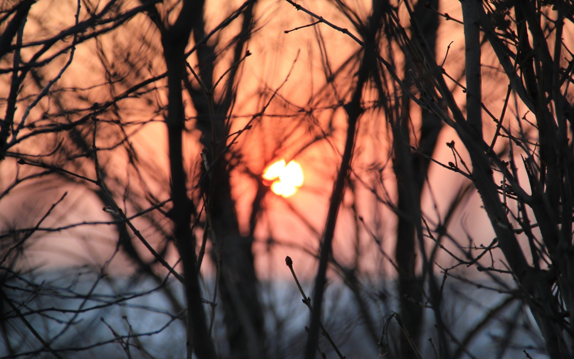 the sky tree nature winter wood fall dawn branch season snow light silhouette sun landscape cold outdoors leaf weather fair weather desktop