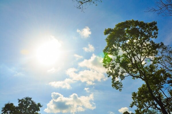 Naturaleza de verano. Cielo despejado