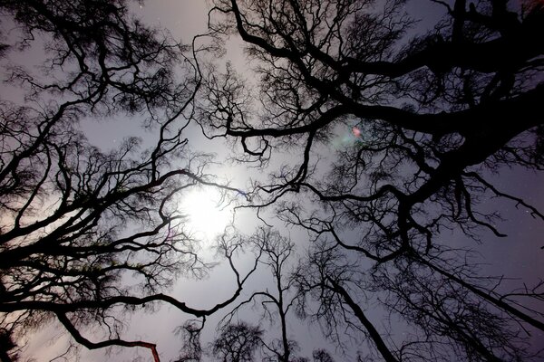 Sky tree crowns sun nature