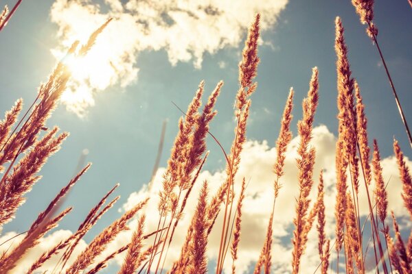 Golden wheat harvesting season