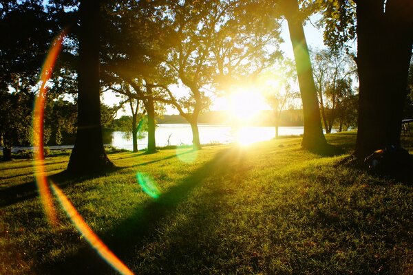 Bright light in the park among the trees