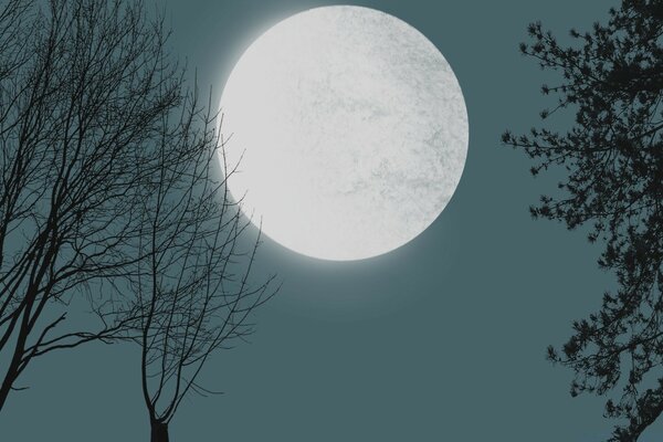 Boule de lune illumine la forêt de nuit