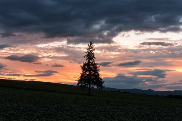 Sagoma di albero di Natale al tramonto