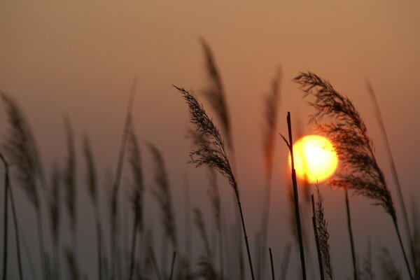 Ears of wheat against the background of dawn