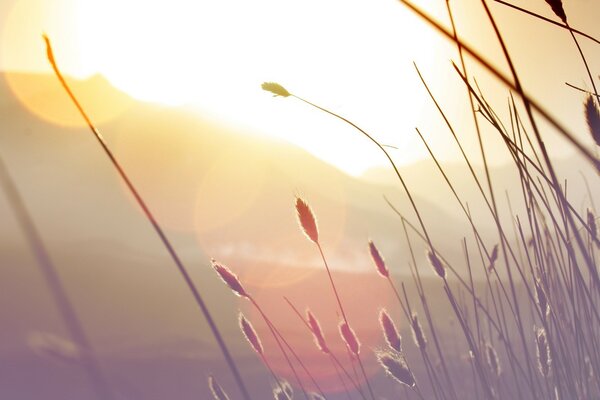 Plants against the background of bright sunlight