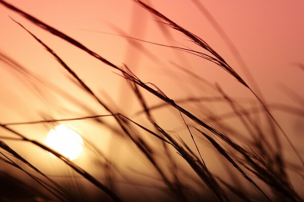 Vue du coucher de soleil d en bas parmi le blé