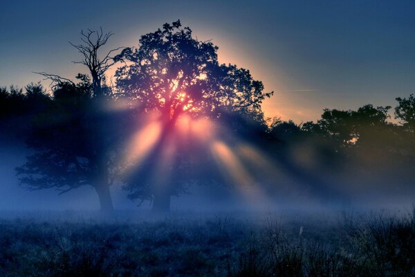 Die Sonne dringt mit ihren Strahlen bei Sonnenuntergang in den Baum ein