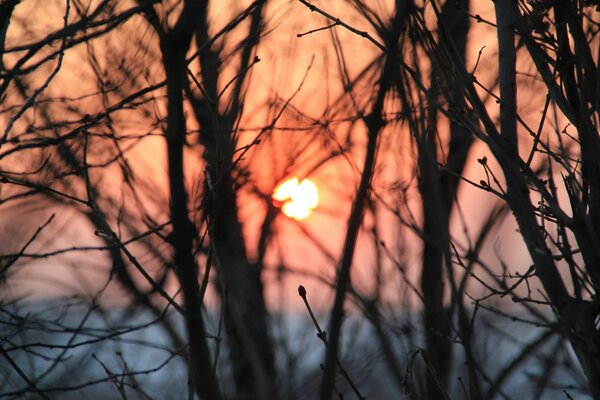 Arbre en hiver belle nature