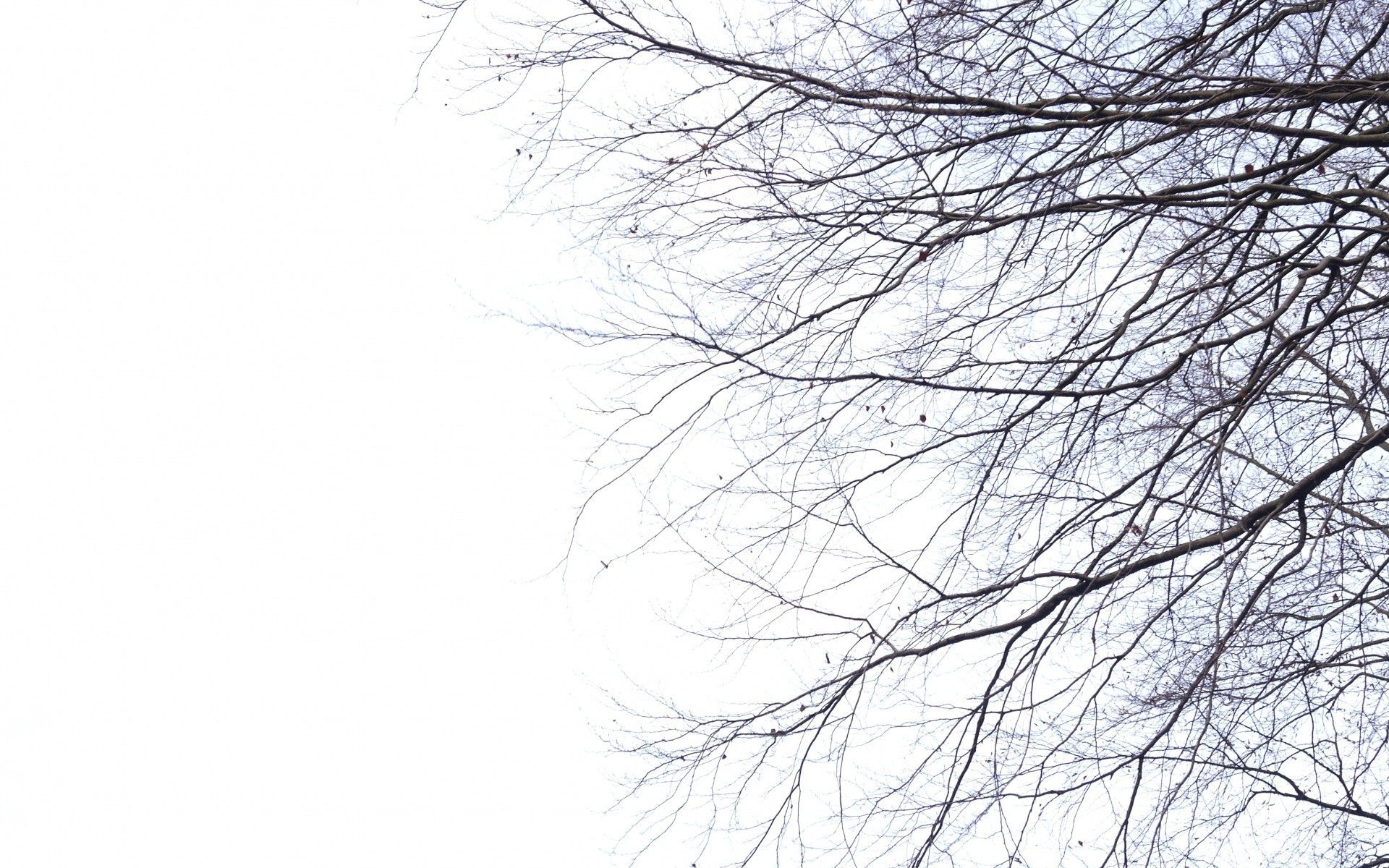 the sky desktop winter tree abstract snow branch landscape season cold weather nature wood background texture ice frozen