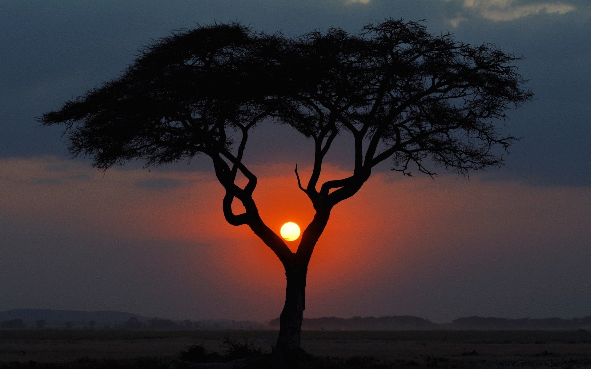 ciel coucher de soleil arbre aube paysage soir silhouette ciel rétro-éclairé soleil nature crépuscule à l extérieur