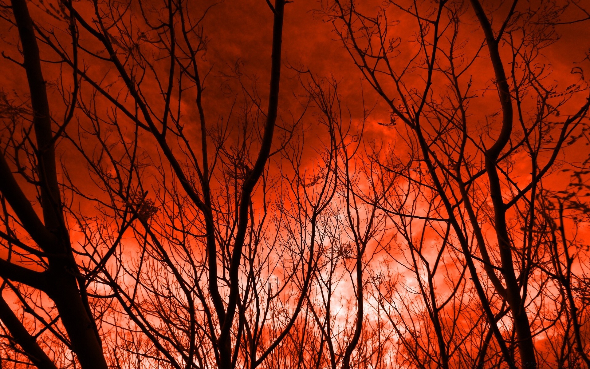 cielo autunno albero alba legno illuminato natura luminoso silhouette foglia sole paesaggio bel tempo