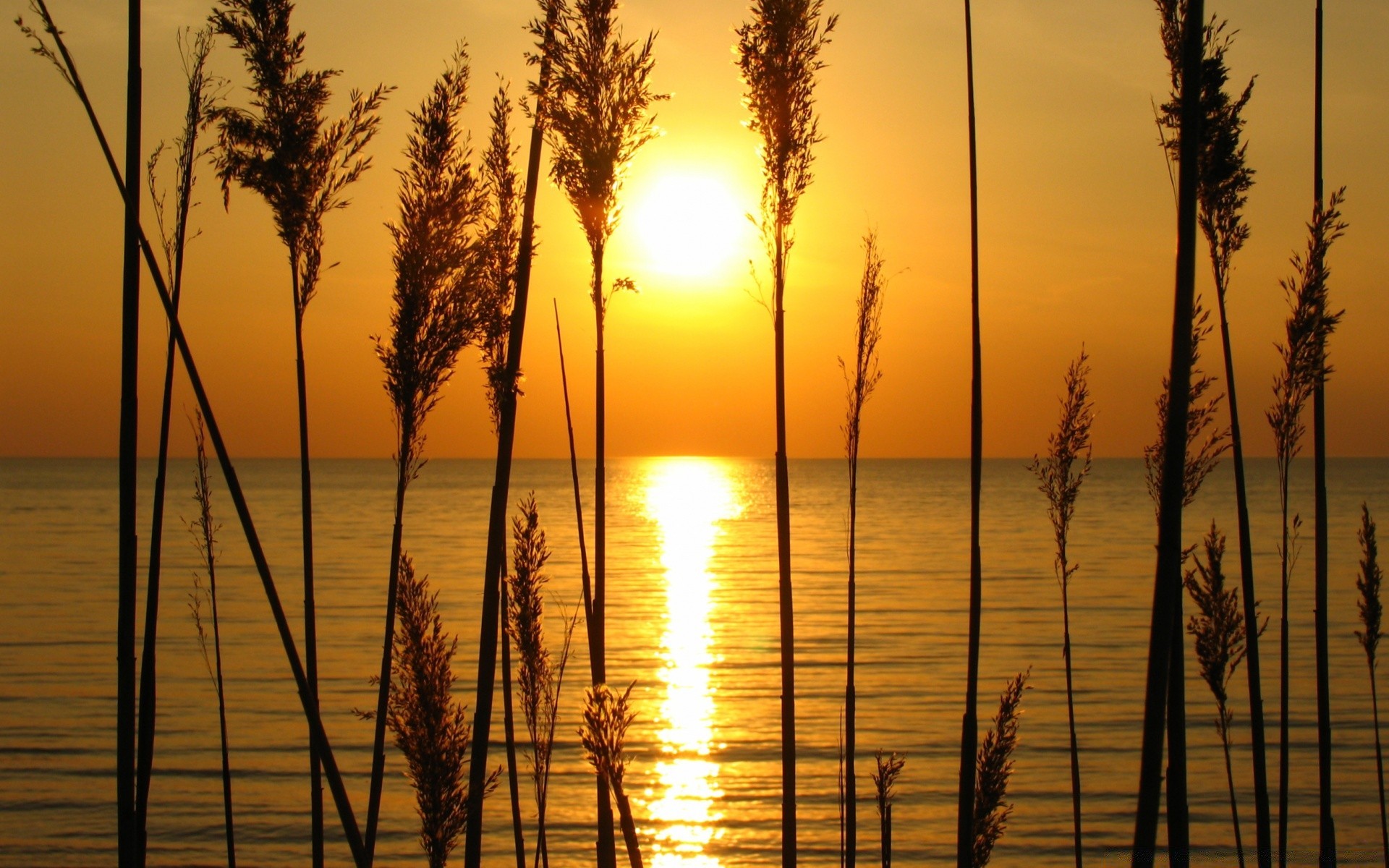 cielo alba tramonto sole acqua reed paesaggio sera riflessione natura bel tempo estate crepuscolo cielo illuminato silhouette luce freddezza lago