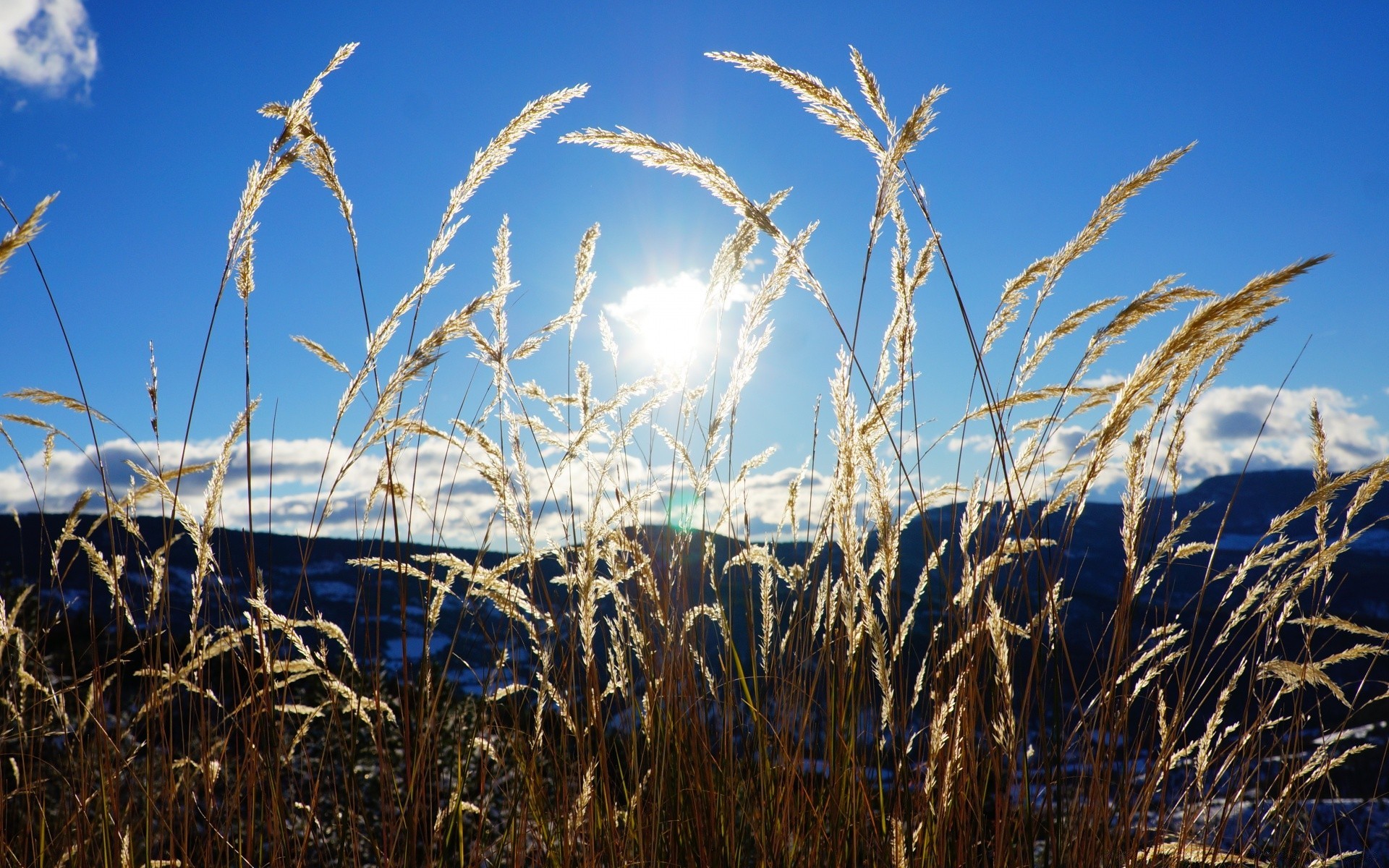 cielo cereales trigo rural maíz crecimiento verano pan sol pasto cielo paja hierba naturaleza cosecha campo semilla al aire libre buen tiempo paisaje