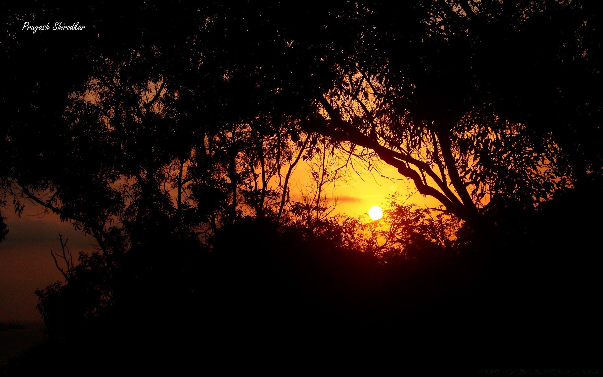 the sky tree silhouette landscape sunset backlit sun dawn light dusk evening moon nature sky dark fall fair weather mystery desktop