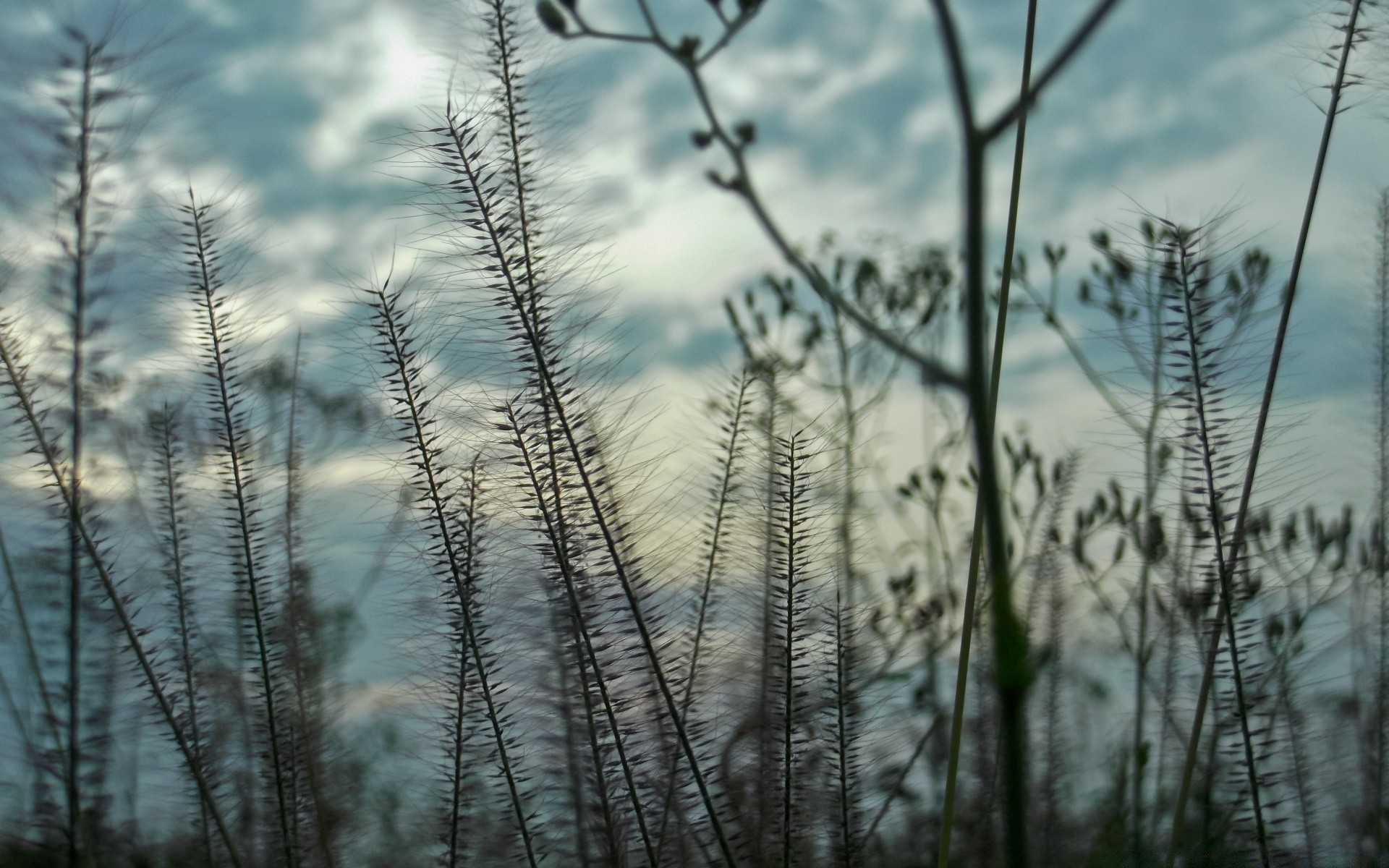 the sky nature outdoors wood landscape winter frost sun fair weather snow dawn tree sky leaf weather grass