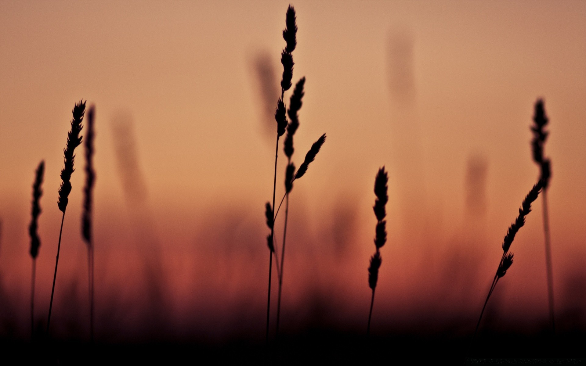 cielo puesta de sol amanecer sol naturaleza silueta rural cielo cereales trigo buen tiempo campo iluminado hierba crecimiento verano paisaje granja al aire libre luz