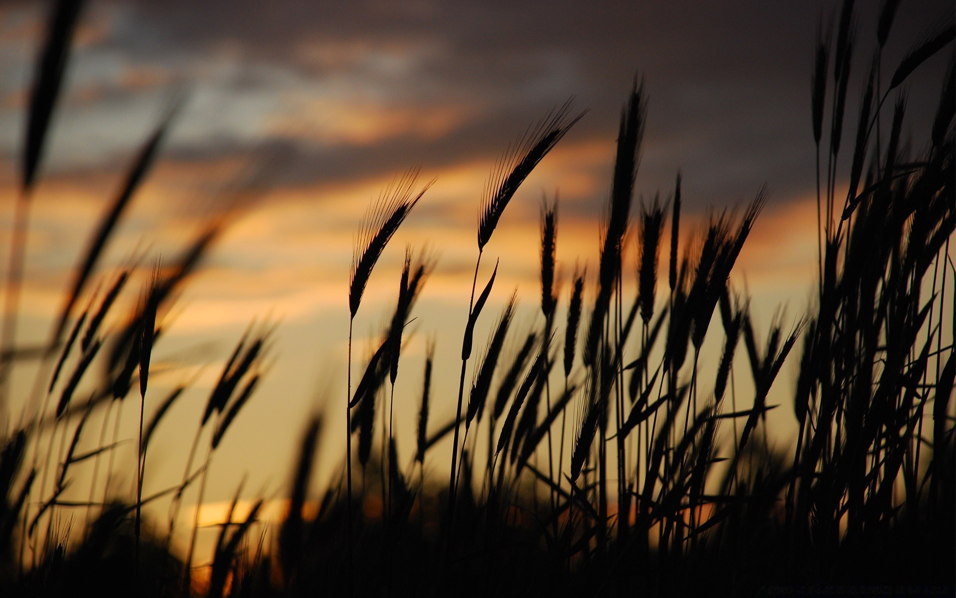 cielo puesta de sol amanecer sol cereales trigo naturaleza rural campo hierba granja paisaje crecimiento maíz verano silueta cosecha pasto luz oro