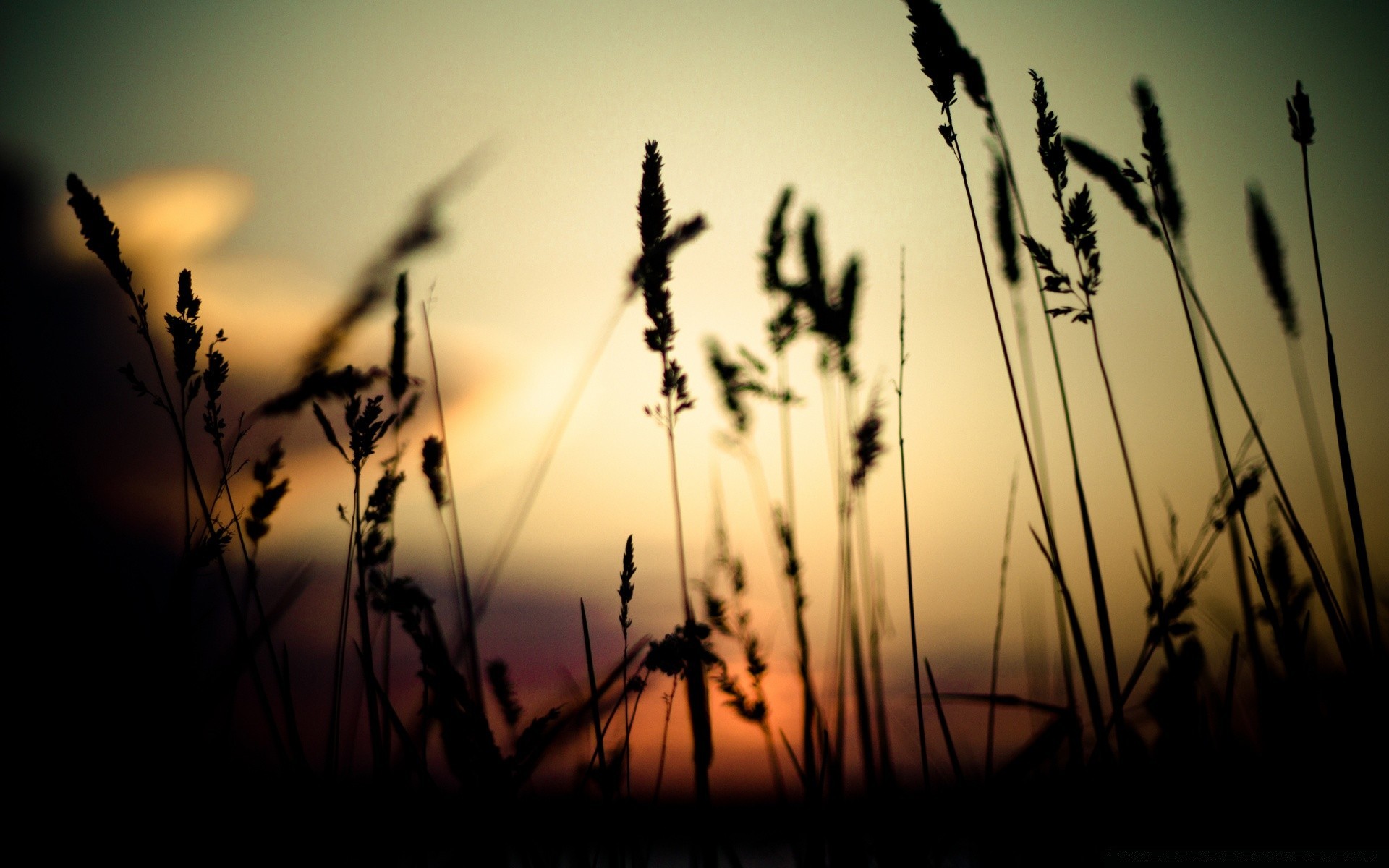 himmel sonne sonnenuntergang dämmerung feld silhouette wachstum gras flocken ländlich natur sommer bauernhof hintergrundbeleuchtung weizen gutes wetter himmel samen licht landschaft weide