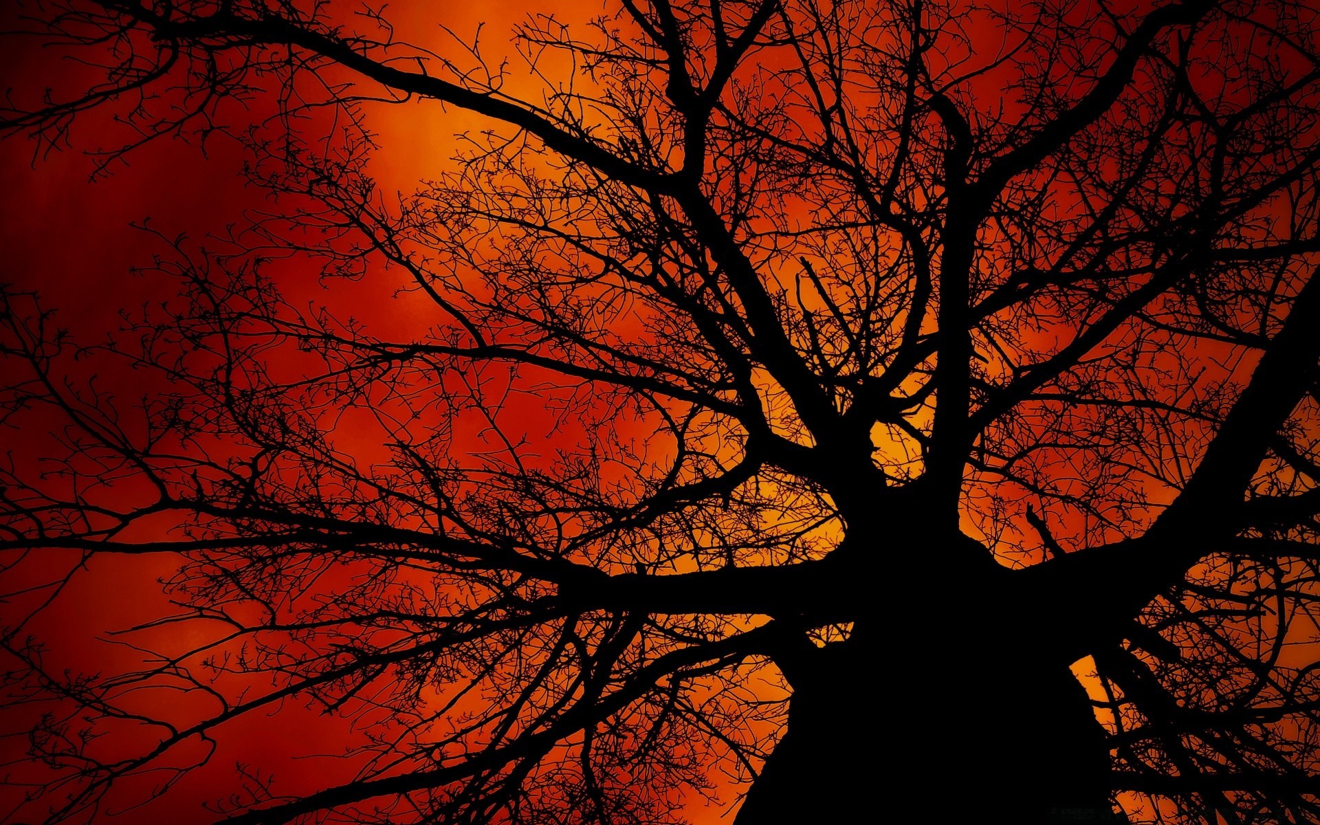 himmel herbst holz hintergrundbeleuchtung dämmerung silhouette holz natur sonne landschaft sonnenuntergang blatt zweig abend gutes wetter desktop hell licht