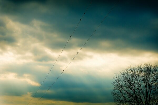 Birds on wires against a cloudy sky