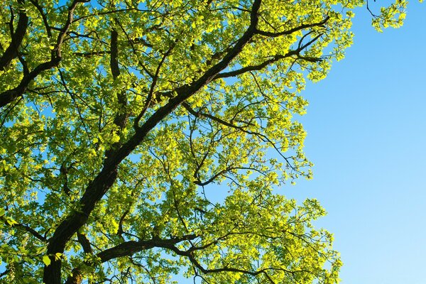 Delicate blossoming leaves against a blue sky background