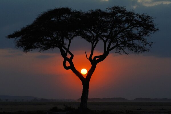 Puesta de sol de paisaje con un árbol inusual