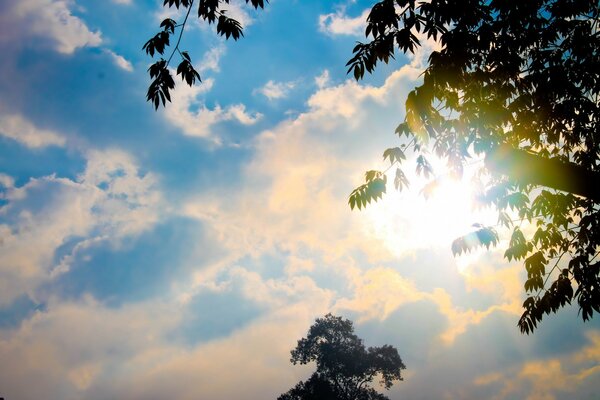 The sun illuminates the greenery of the trees