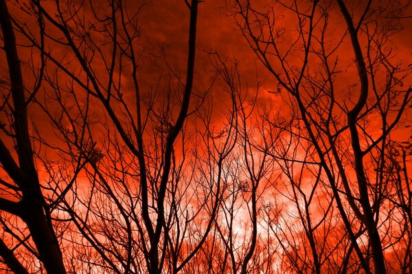 A red sunset pierces through the trees