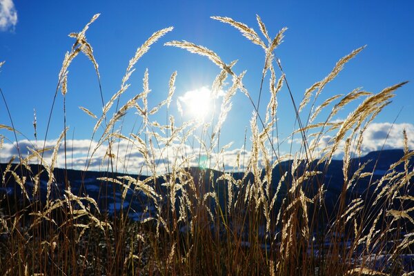 The cold sun of October. Rural landscape