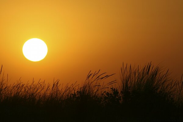 Sunset in the sky in the field