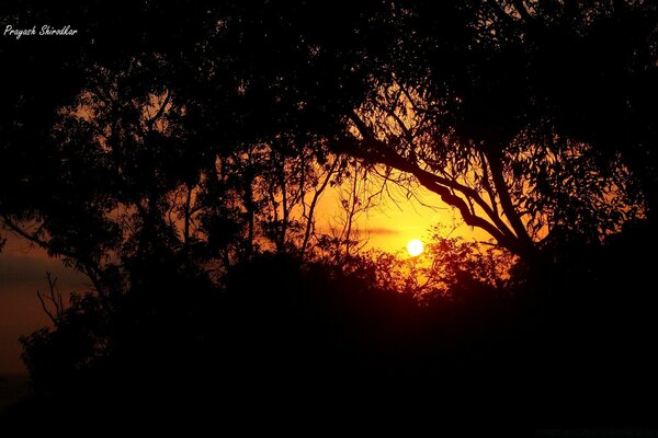 Silhouette - Baum auf dem Hintergrund der Landschaft am Himmel