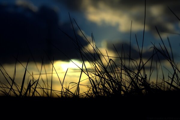 The silhouette of grass against a cloudy sky