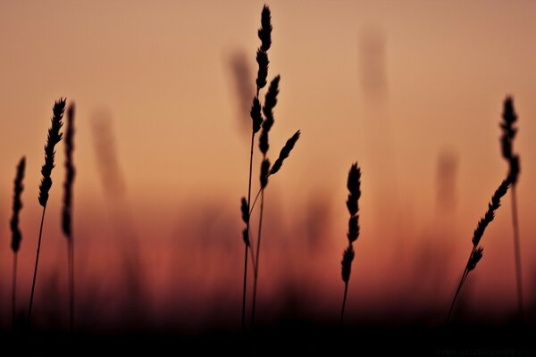 Silhouettes of spikelets on a blurry sunset background