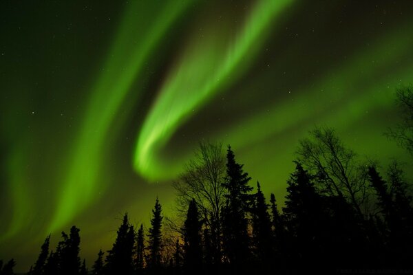 Nordlichter im Hintergrund des Waldes