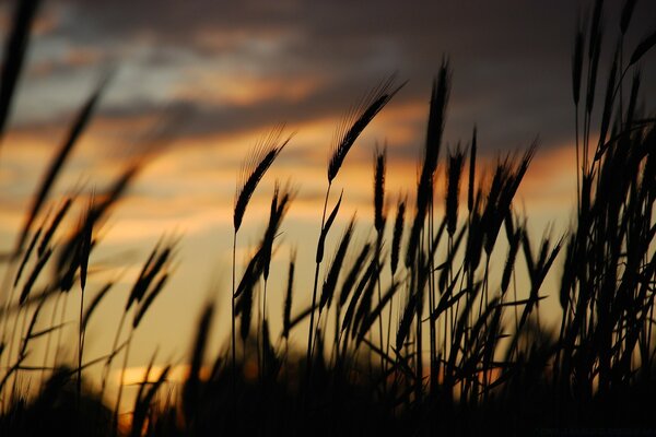 Coucher de soleil au milieu des champs de blé