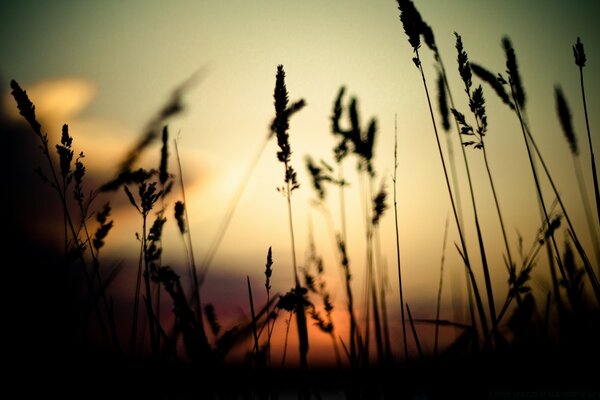 Orecchie in un campo al tramonto